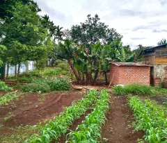 Bán nhà vườn 3500m2, 310tr, cây trái đầy đủ