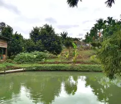 Bán nhà vườn 3500m2, 310tr, cây trái đầy đủ