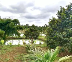 Bán nhà vườn 3500m2, 310tr, cây trái đầy đủ