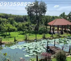 Cần tiền cho con đi XKLD bán nhà vườn 2300m2, 300 tr, có nhà cấp 4 và vườn cây trái.