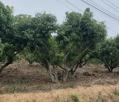 CẦN BÁN 5 LÔ ĐẤT BIỆT THỰ ĐẸP TIỀN NĂNG TẠI xã KIÊN THÀNH-LỤC NGẠN-BẮC GIANG