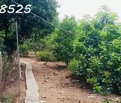 Cần chuyển chỗ ở, bán nhanh lô đất 1500m2, 280 tr, cây trái đầy đủ, 1 nhà cấp 4