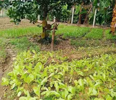 Cần chuyển chỗ ở, bán nhanh lô đất 1500m2, 280 tr, cây trái đầy đủ, 1 nhà cấp 4
