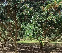 Cần chuyển về SG, bán nhanh lô đất 1500m2, 280 tr, 1 nhà cấp 4