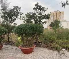 Lô đất đường cao đẳng Mẫu giao trung ương đường liên phường DT 111m