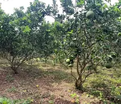 Bán nhà vườn nghĩ dưỡng Bình Chánh- TP Hồ Chí Minh