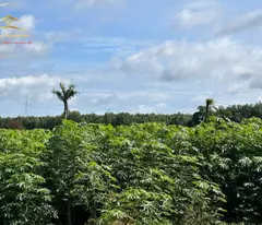 Bán đất hoặc hợp tác Dự án Farm kỹ thuật cao tại Hớn Quảng – Bình Phước tổng 22.300m2 trồng cây ăn