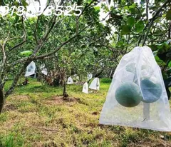 1000m2 nhà vườn sát chợ, đường 12M, đầy đủ điện nước