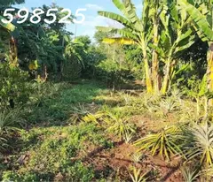 1000m2 nhà vườn sát chợ, đường 12M, đầy đủ điện nước