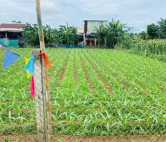 Đất Đại Cường - Đại Lộc diện tích rộng xây nhà vườn, biệt thự