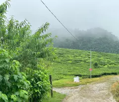 Chính chủ bán nhanh mảnh đất kinh doanh tại Mộc Châu