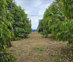 CẦN BÁN GẤP VƯỜN CÂY ĂN TRÁI CÓ NHÀ Ở DIỆN TÍCH 1450M2 CÓ THỔ CƯ