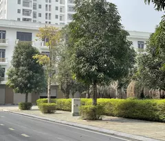 SANG TÊN SỔ NGAY. NHẬN NGAY NHÀ 4 TẦNG. BAO SỔ. KĐT XUÂN HƯNG. LH: 0966 343 969