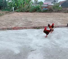 ĐẤT YÊN TÀNG BẮC PHÚ DT 117 M FUN THỔ CƯ GIÁ CỰC SÔC RƠI TIỀN LÀ LÃI