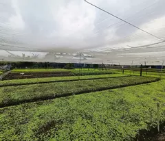 Bán đất lớn 4420m2, Hẻm 10m Lê Văn Khương - Hiệp Thành, Q12, 86x52m, chào 89.9 tỷ