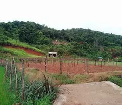 Bán gấp mảnh đất vị trí đắc địa lưng tựa núi mặt bám suối tại Mường Sang Mộc Châu.