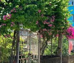 Giá Quá Tốt. Bán Đất Mặt tiền kiệt đường Tùng Thiện Vương, Vỹ Dạ cách PVĐ 30m