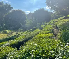 Siêu phẩm đất nghỉ dưỡng 1,2ha trung tâm TT nông trường Mộc Châu – View đồi chè tuyệt đẹp