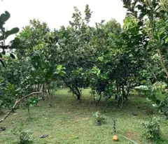 ĐI MỸ ĐỊNH CƯ CẦN BÁN NGAY VƯỜN BƯỞI SAU LƯNG ỦY BAN NHÂN DÂN