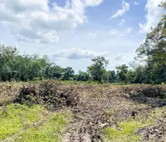 BÁN VƯỜN ĐIỀU 2,7 SÀO (2730M2) VIEW SÔNG DÂN THƯA, 200M RA NHỰA, CÔNG NGHIỆP GIÁ 190TR/S.