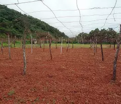 Đất nền Mộc Châu vị trí đẹp tiện kinh doanh giảm giá sâu. Phù hợp làm khu cắm trại.