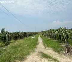 Bán gấp 145m x 84m đất ONT Lô 2 Lý Thái Tổ - Tân Tiến - TX LaGi gần Biển chỉ 1.5tr/m2