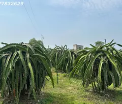 Bán gấp 145m x 84m đất ONT Lô 2 Lý Thái Tổ - Tân Tiến - TX LaGi gần Biển chỉ 1.5tr/m2