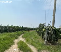 Bán gấp 145m x 84m đất ONT Lô 2 Lý Thái Tổ - Tân Tiến - TX LaGi gần Biển chỉ 1.5tr/m2