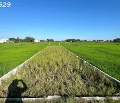 Đất thổ cư Phước Hội - TX LaGi chỉ 850 triệu full thổ cư sổ riêng