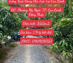Bán 3555m2 (hơn 3.5 công) Đất Chuyên Trồng Lúa Nước Đã Lên Liếp Trồng Xoài Đang Cho Trái Cao Lãnh