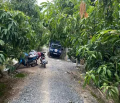 Bán 3555m2 (hơn 3.5 công) Đất Chuyên Trồng Lúa Nước Đã Lên Liếp Trồng Xoài Đang Cho Trái Cao Lãnh