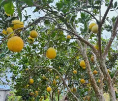Đất nền trung tâm Thị Xã Mộc Châu vị trí đẹp, nhiều tiện ích xung quanh, giá cắt lỗ do chủ ngộp