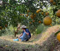 Bán đất nhà vườn Tuân Lộ Tân Lạc,view hồ thủy nông,gần TT Mãn Đức,1.1ha,3 tỷ dư