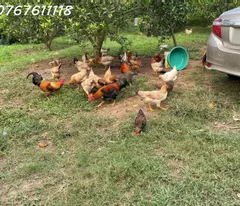 Bán đất nhà vườn Tuân Lộ Tân Lạc,view hồ thủy nông,gần TT Mãn Đức,1.1ha,3 tỷ dư
