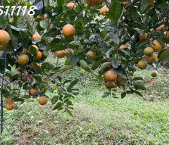 Bán đất Nhân Mỹ Tân Lạc,gần QL6,view hồ tự nhiên,xây nhà vườn sang xịn, 1.2ha,dư 3 tỷ