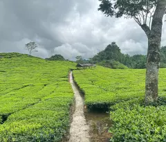 Đất nền thị xã Mộc Châu cách trung tâm hơn 10km, cạnh cao tốc Mộc Châu Hòa Bình cần bán gấp.