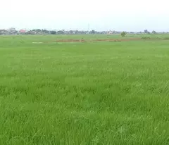 Bán đất Vĩnh Thanh, 604m² , quy hoạch ONT, đường bê tông ô tô tới đất, 1/ Hùng Vương – Giá 1,65 tỷ