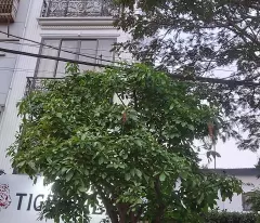 CHÍNH CHỦ CẦN CHO THUÊ MẶT BẰNG KINH DOANH  TẦNG 1