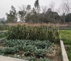 SIÊU PHẨM LÔ ĐẤT CHO CÁC NHÀ ĐẦU TƯ TẠI HIỆP HÒA BẮC GIANG GIÁ 5XX BÁN NHANH TRONG TUẦN