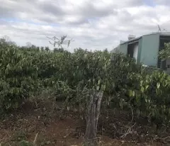 Bán Đất tại Thị trấn Ea T'ling, 2,1 tỷ, 1500 m2, giá siêu hời chỉ với cơ hội đầu tư tuyệt vời
