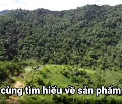 ✨PHẢI NHANH MỚI KỊP ✨ Đất lâm nghiệp làm khu sinh thái Lâm Đồng 72ha 45 tỷ có đàm phán