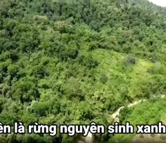 ✨PHẢI NHANH MỚI KỊP ✨ Đất lâm nghiệp làm khu sinh thái Lâm Đồng 72ha 45 tỷ có đàm phán