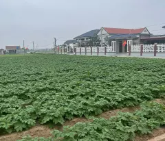 ☎️ Chính chủ cần sang nhượng lô đất 94m2 nằm ngay sát mặt biển sẵn thổ cư sổ đỏ sổ hồng rõ ràng
