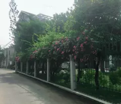 Cho thuê căn biệt thự tại đường số 12 Phường Trường Thọ TP Thủ Đức.