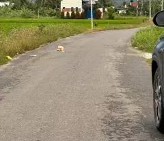 Bán Đất Diên An ngay khu dân cư Phú Ân Nam 2 Cách Đường 23/10 200m, Diên Khánh, Khánh Hòa
