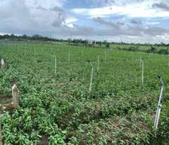 Bán gấp đất nền thổ cư Bà Lẫy Sổ sẵn công chứng ngay