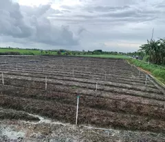 Bán gấp đất nền thổ cư Bà Lẫy Sổ sẵn công chứng ngay