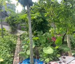 CHÍNH CHỦ CẦN BÁN 42 M2 GIAO TẤT A - THUẬN AN, GIÁ NHỈNH 2 TỶ, LIÊN HỆ 0985865658