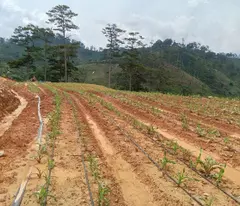 Bán đất tại xã Đạ Sar, Lạc Dương, Lâm Đồng, 400 triệu/1000m2 đẹp, nhiều tiện ích