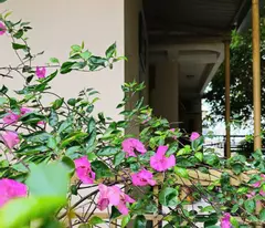 Chính chủ bán nhà H3C  hẻm 136 Đồng Khởi, Biên Hòa, Đồng Nai